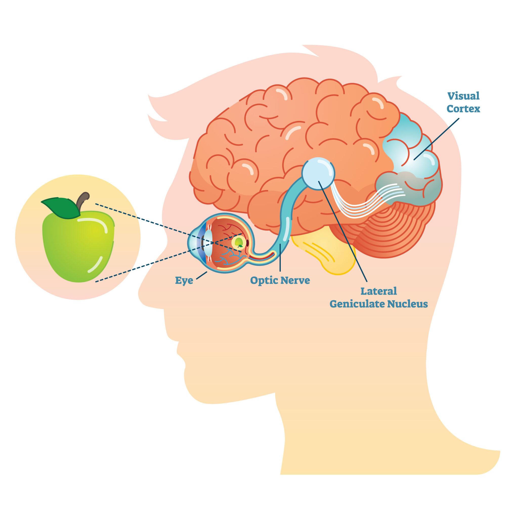 Diagram of the visual process from eye to brain